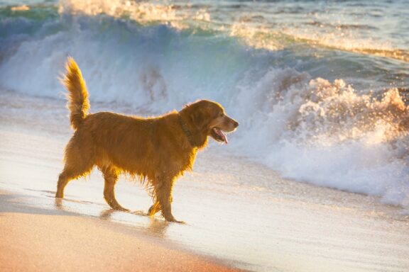 Dog on the beach