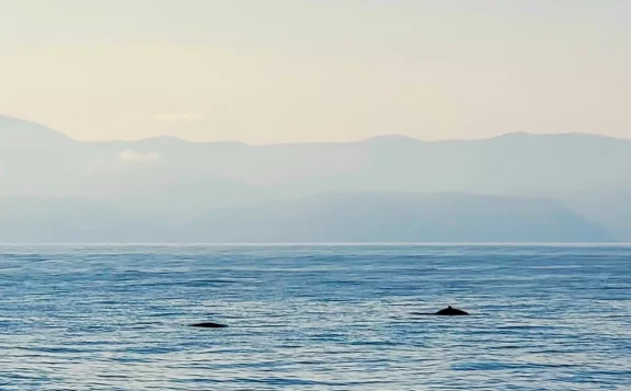 ammiemmo-ebalene-whale-watching
