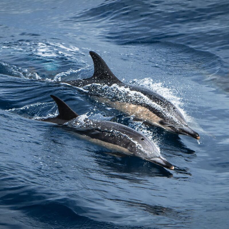 Cetacean Sanctuary