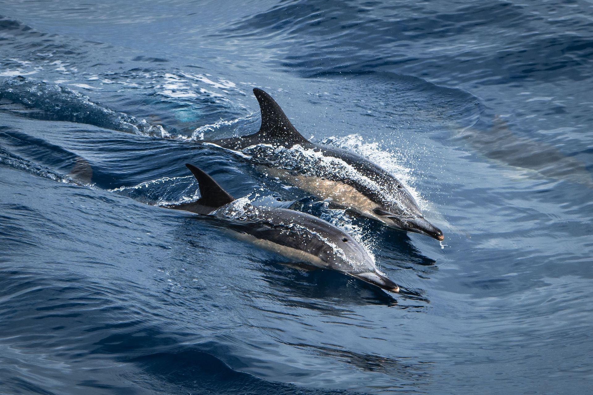 Santuario dei Cetacei