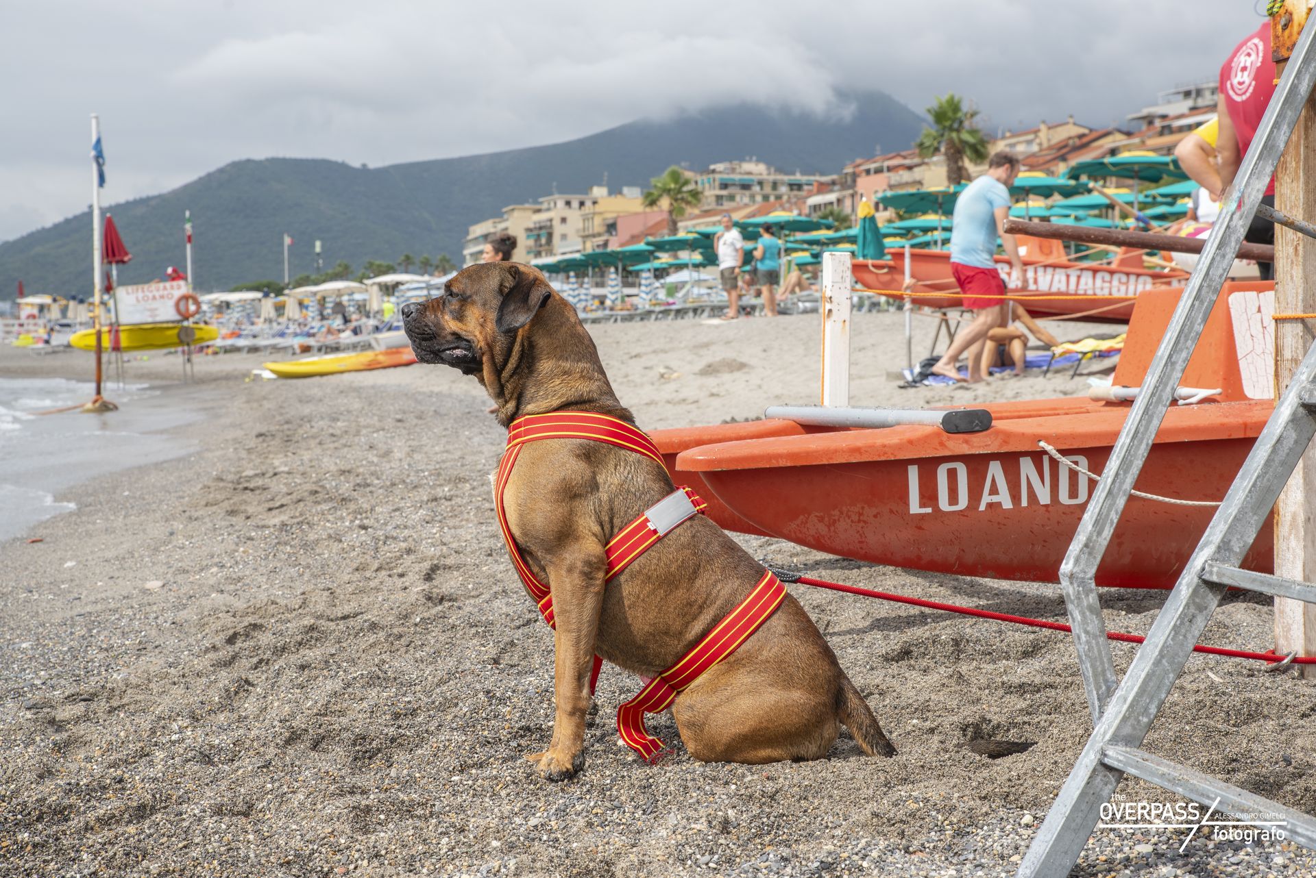 Bandiera Lilla cane salvataggio